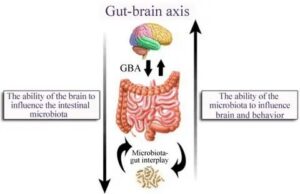 Gut Brain axis relation advik Homeopathy